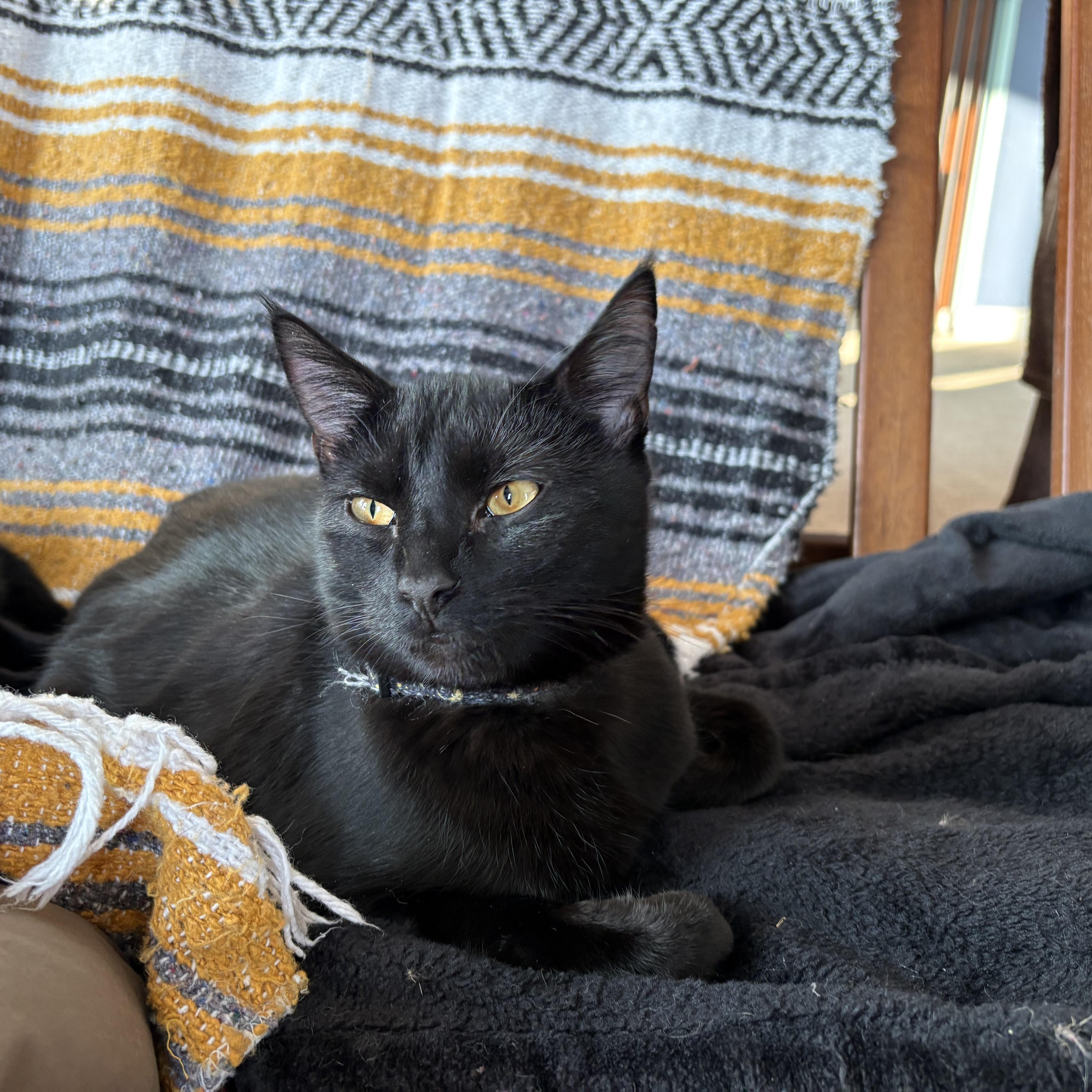 Enlarge Windsor, a Adoptable mixed breed in Mayfield, NY image 3/3