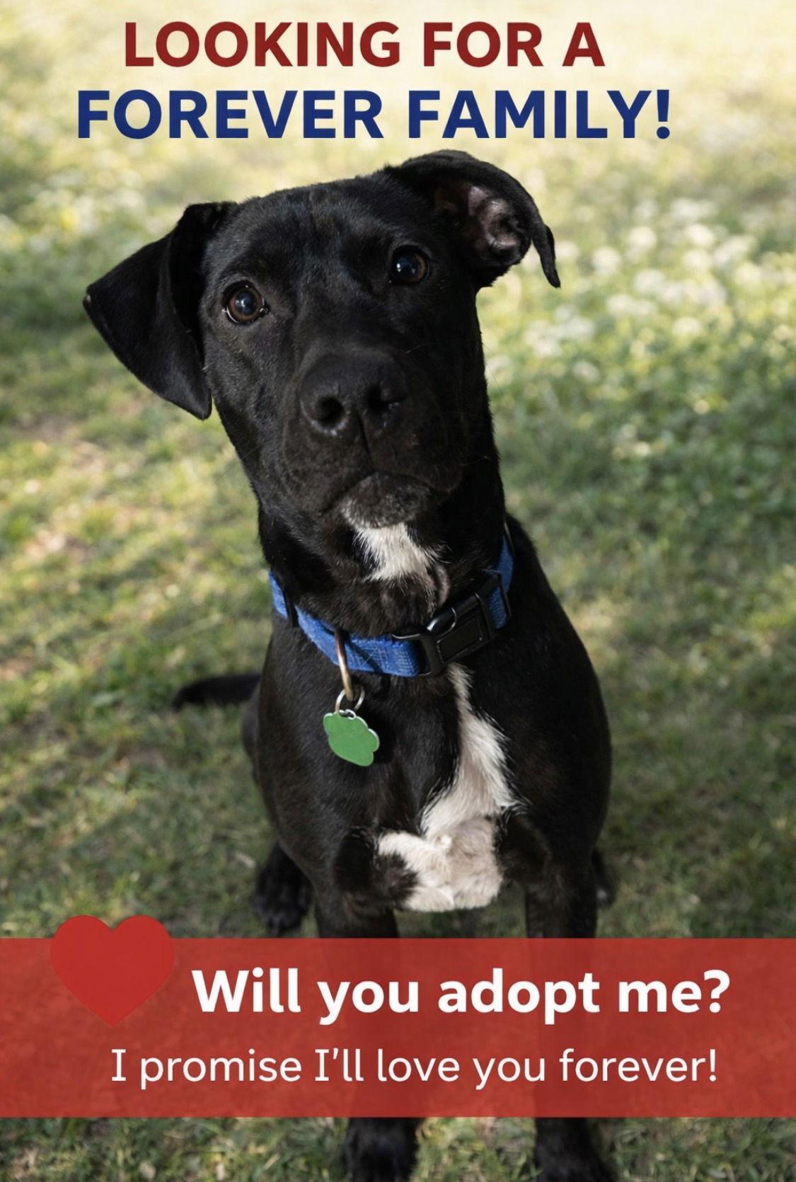Enlarge Eli, a Adoptable Black Labrador Retriever in Tonawanda, NY image 1/3