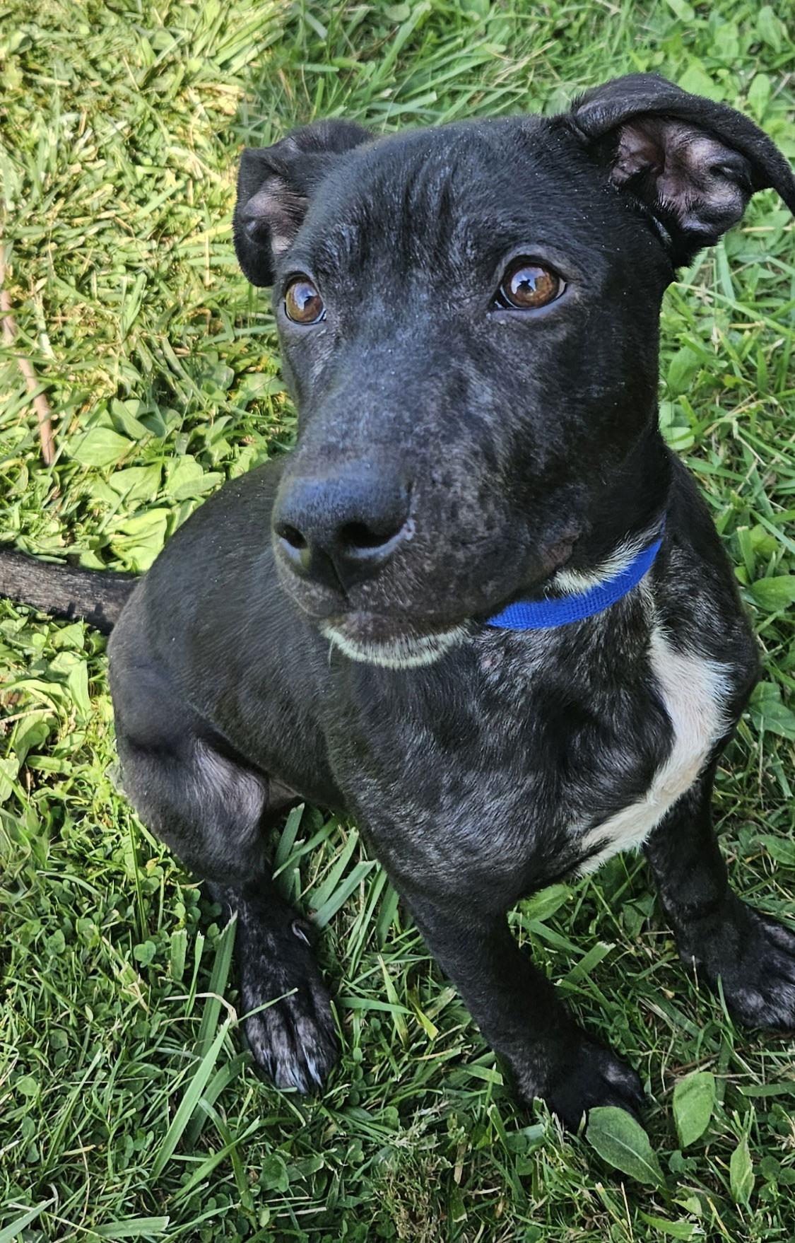 Eli, Adoptable, Puppy Male Black Labrador Retriever & American Staffordshire Terrier.