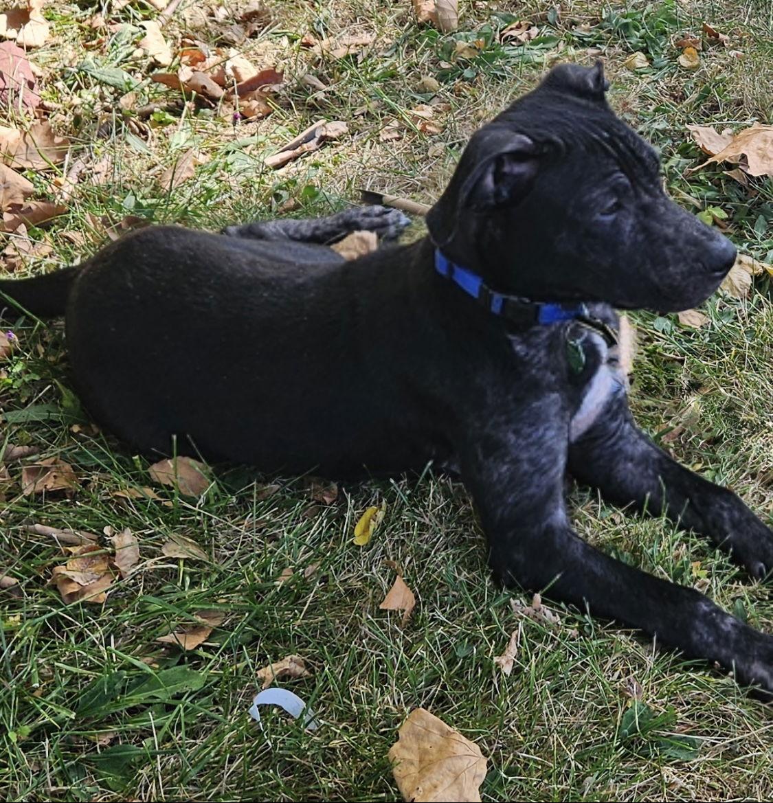 Eli, a Adoptable mixed breed in Tonawanda, NY image 2/3