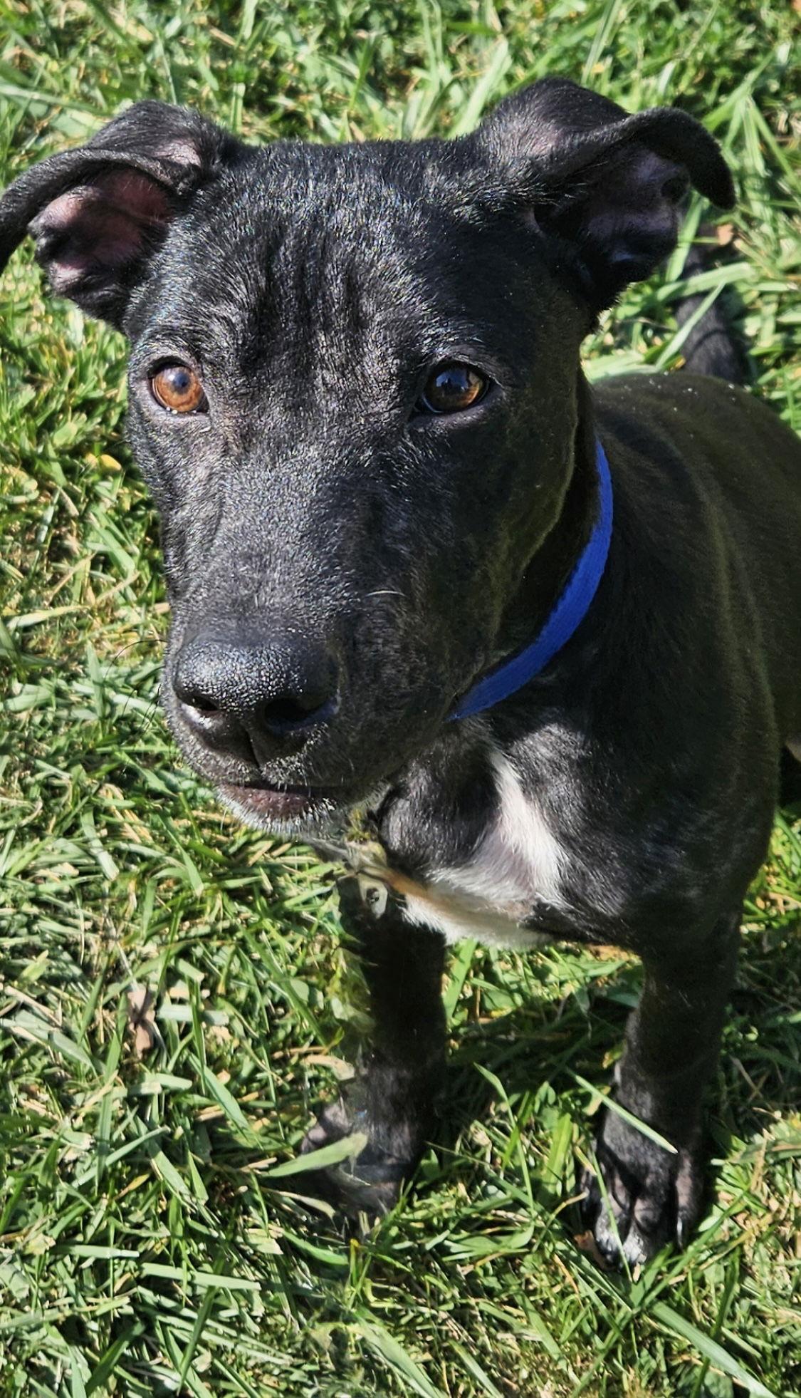 Eli, a Adoptable mixed breed in Tonawanda, NY image 3/3