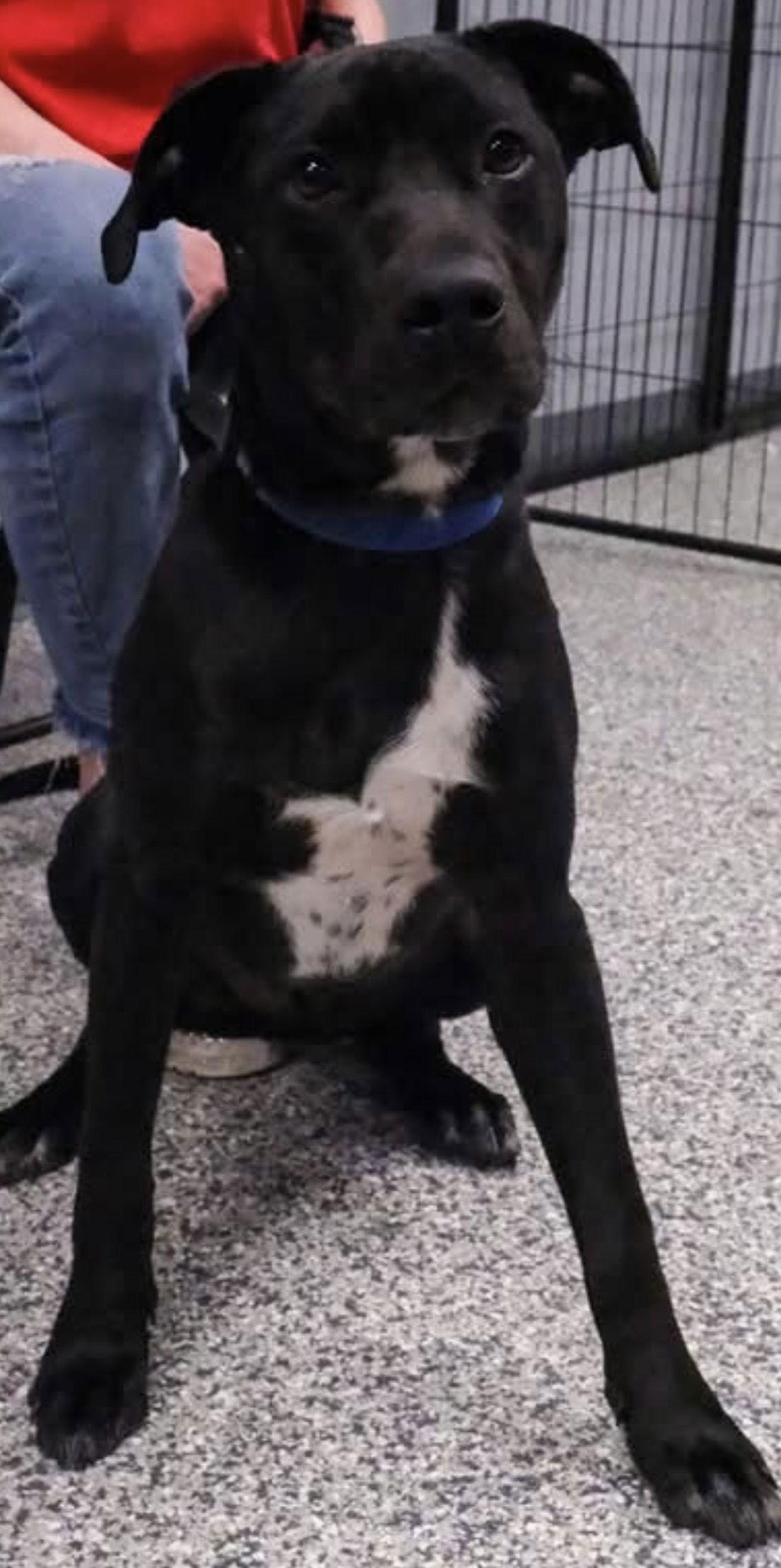 Enlarge Eli, a Adoptable Black Labrador Retriever in Tonawanda, NY image 3/3