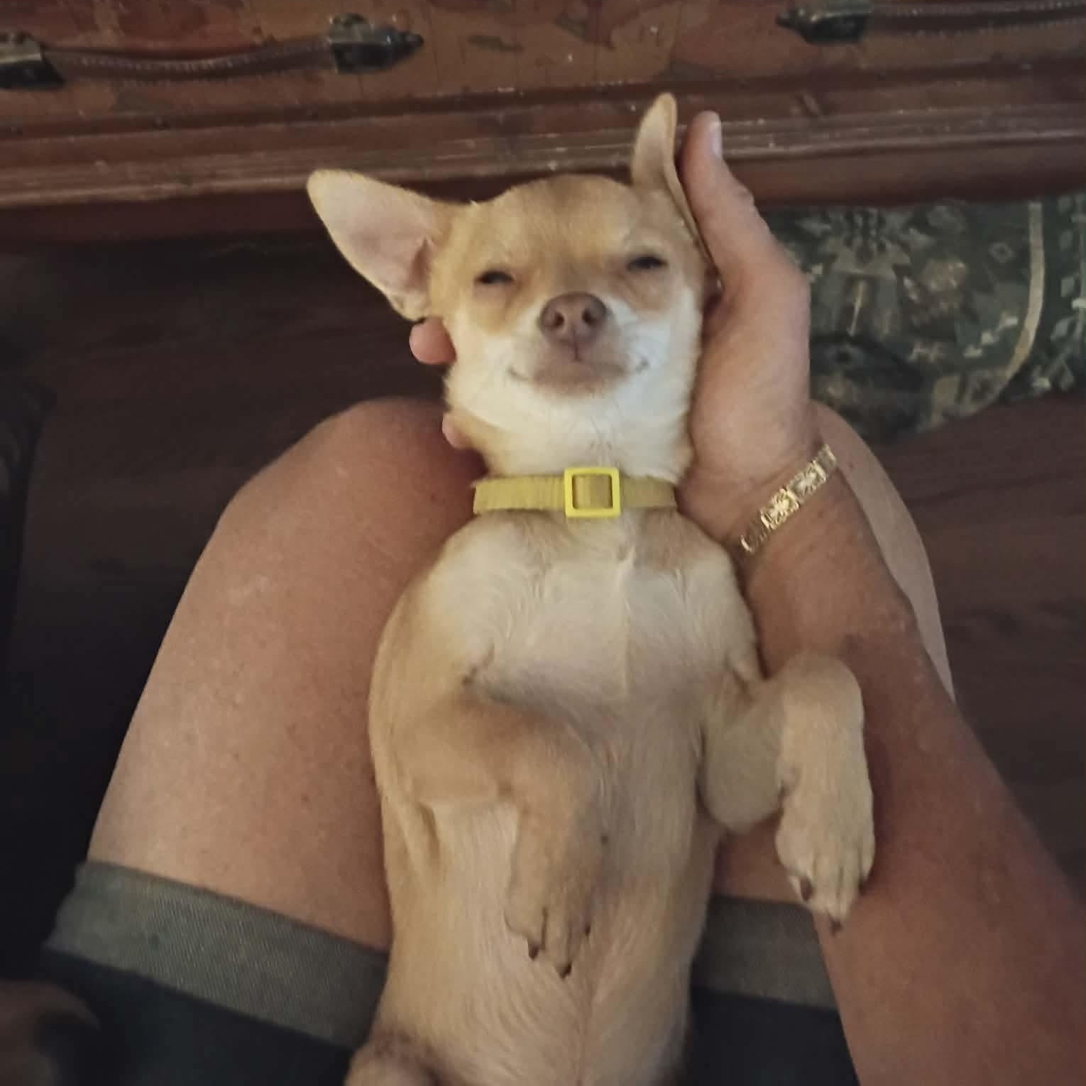 Twix, adopted, Young Male Chihuahua.