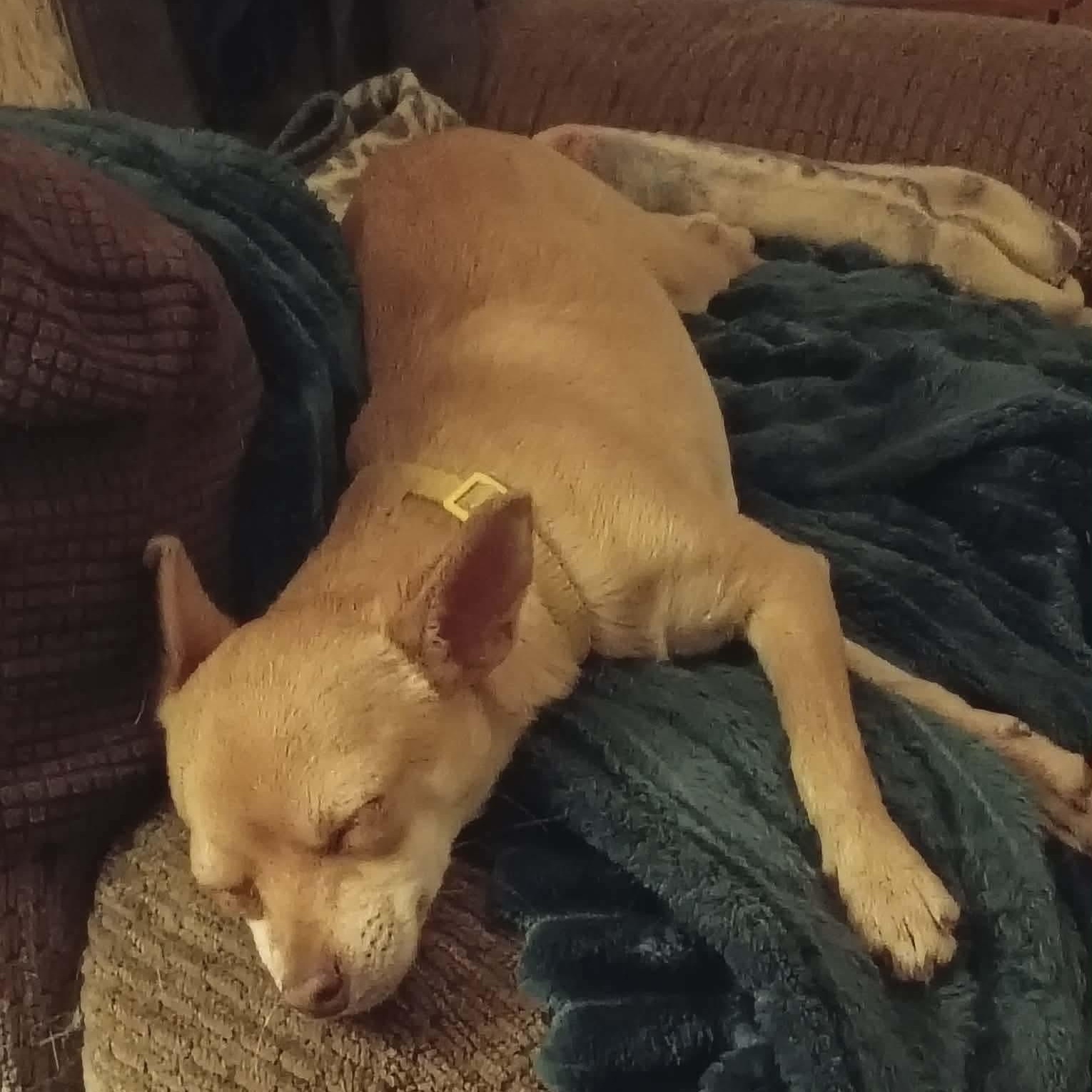 Enlarge Twix, an adopted Chihuahua in Sierra Vista, AZ image 2/3