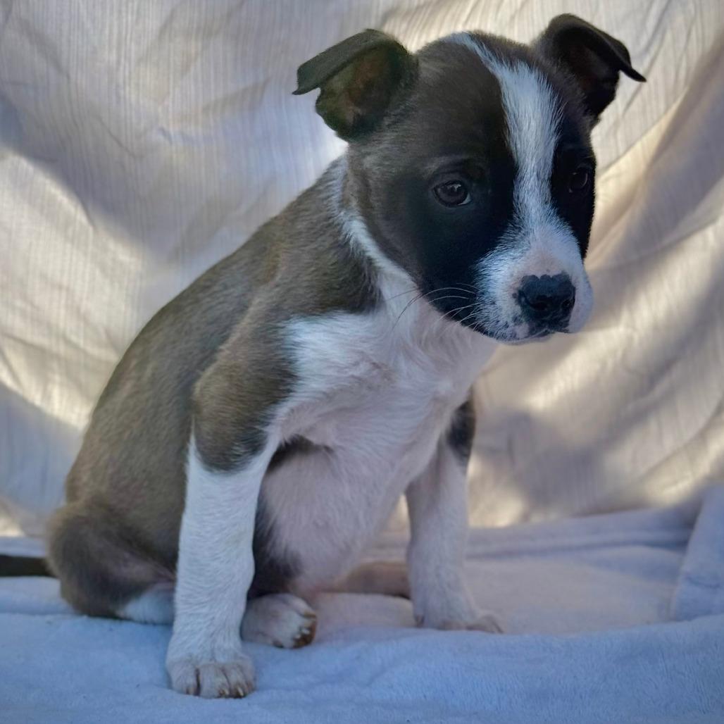 Enlarge Georgia, a Adoptable Pit Bull Terrier in Midland, TX image 1/1