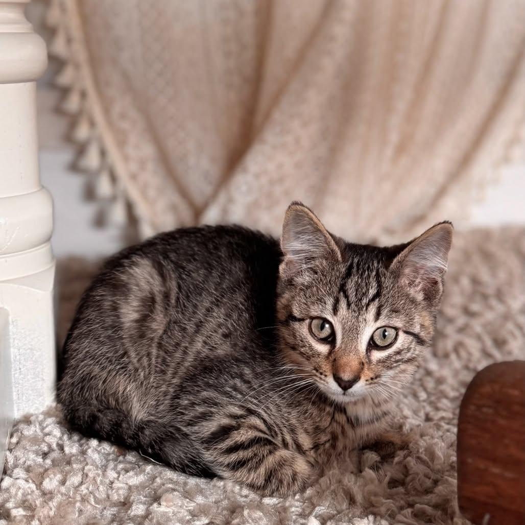 Whipworm, ADOPTABLE, Young Male Domestic Short Hair.