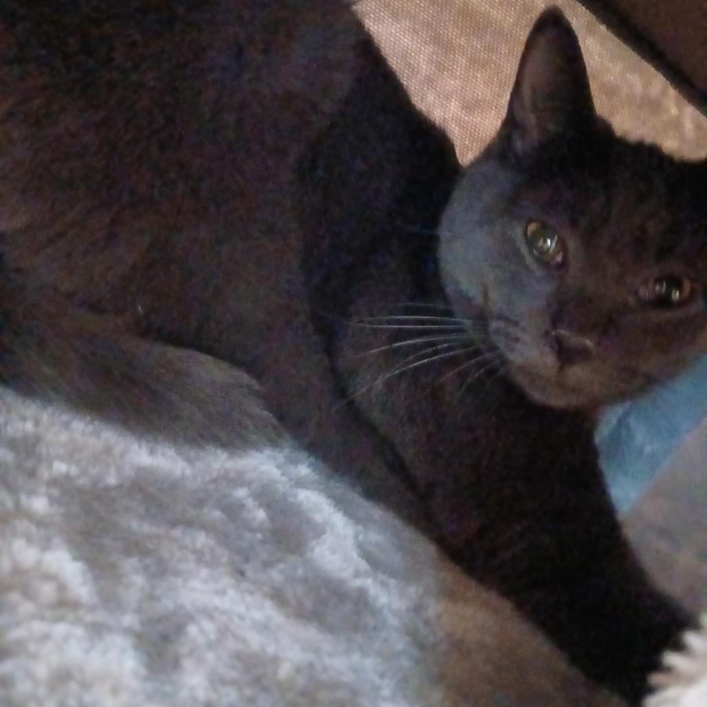 Enlarge Sterling, a Adoptable Domestic Short Hair in Irwin, PA image 1/2