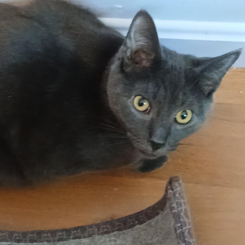 Enlarge Sterling, a Adoptable Domestic Short Hair in Irwin, PA image 3/4