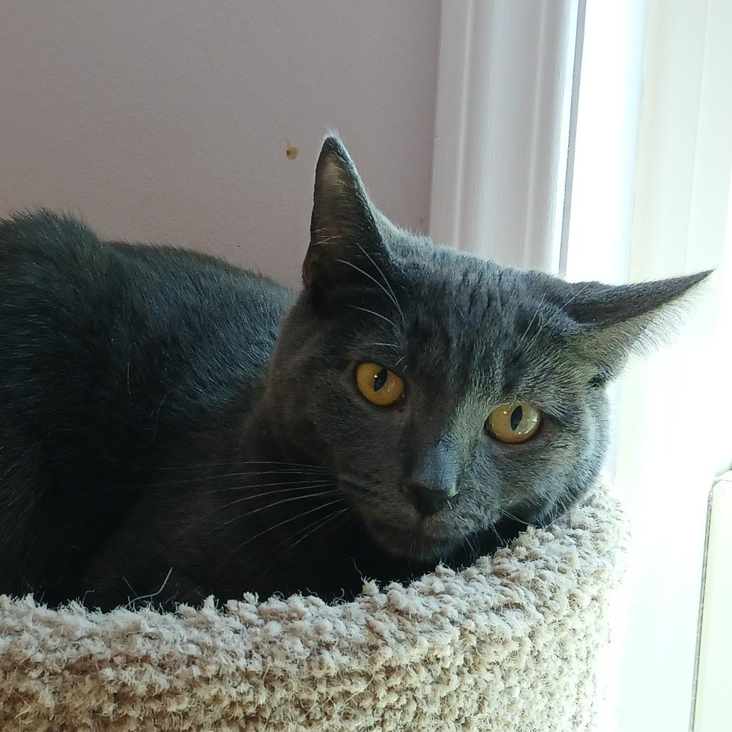 Enlarge Sterling, a Adoptable Domestic Short Hair in Irwin, PA image 4/4