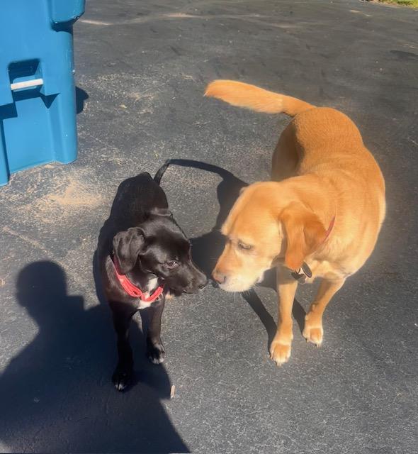 Enlarge Cleo, a Adoptable Labrador Retriever in Indianapolis, IN image 3/4