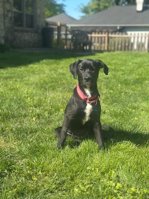 Enlarge Cleo, a Adoptable Labrador Retriever in Indianapolis, IN image 1/4