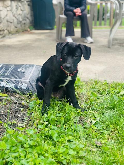 Enlarge Cleo, a Adoptable Labrador Retriever in Indianapolis, IN image 4/4
