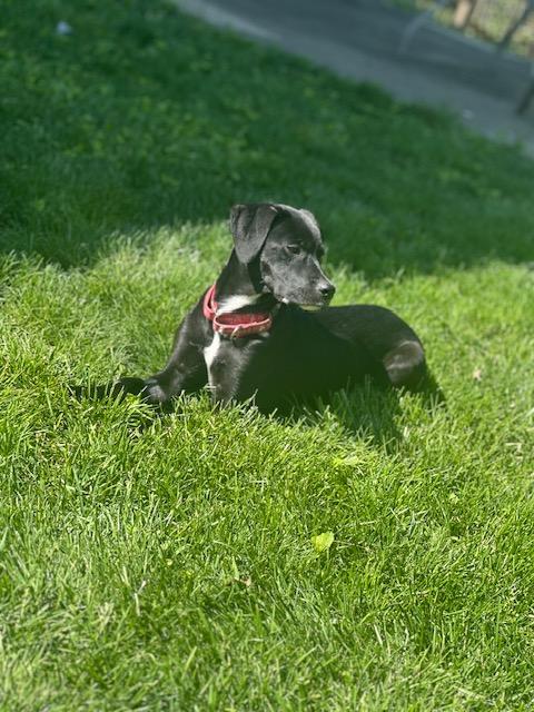 Enlarge Cleo, a Adoptable Labrador Retriever in Indianapolis, IN image 2/4