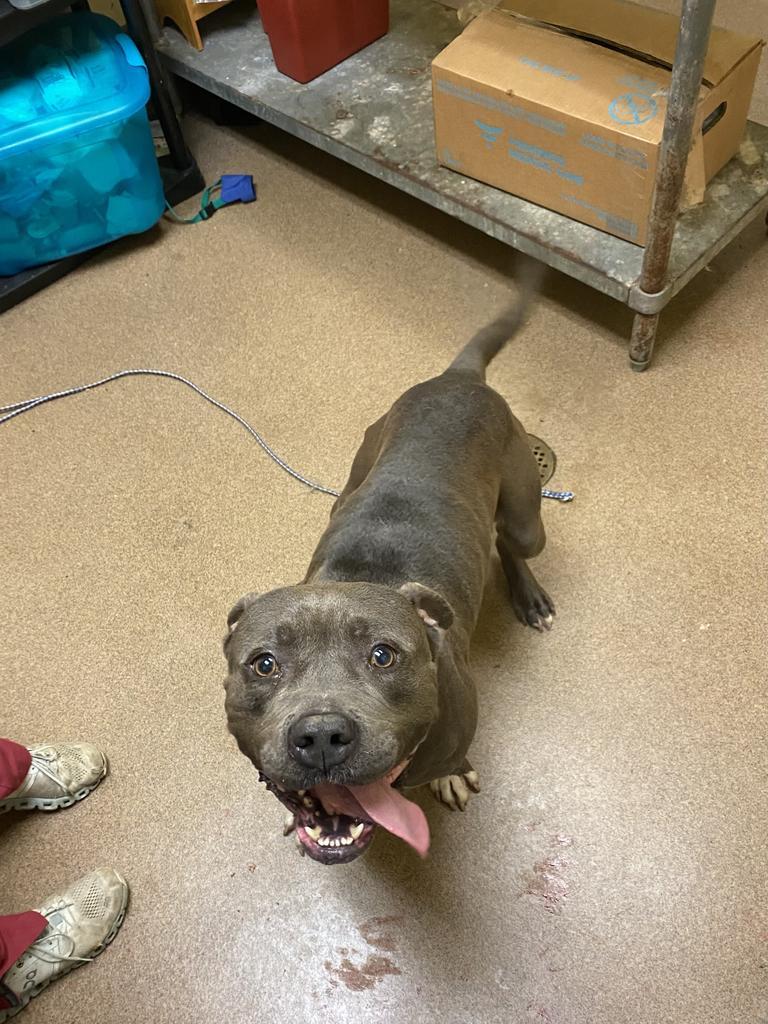 Enlarge BELUGA, a Adoptable mixed breed in Florence, SC image 2/3
