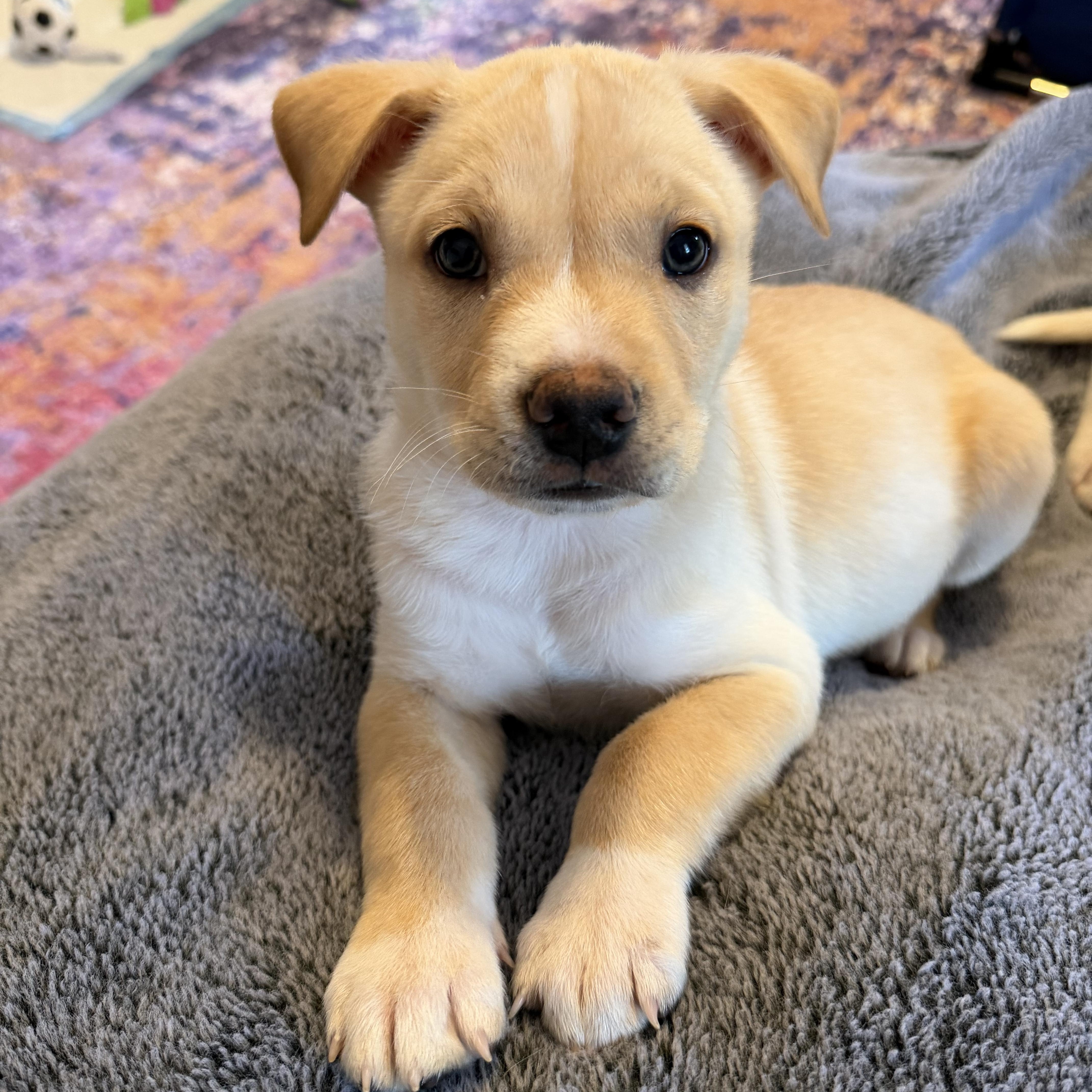 Enlarge Omelet, a ADOPTABLE Retriever in Copiague, NY image 2/2