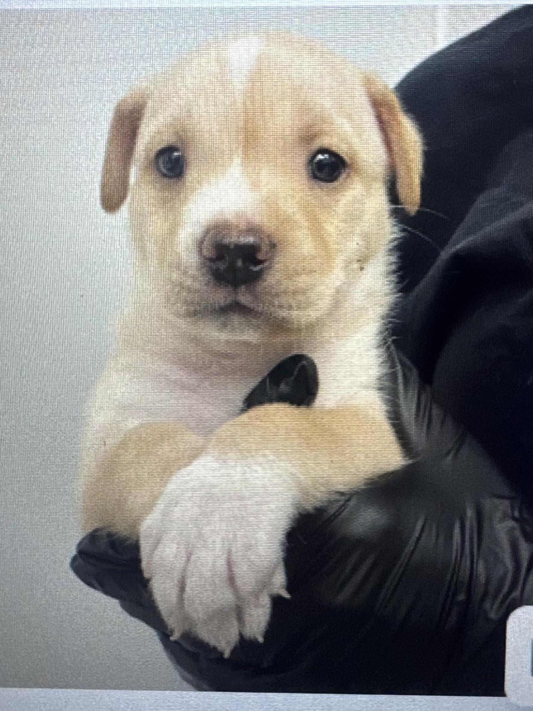 Omelet, ADOPTABLE, Puppy Male Retriever.