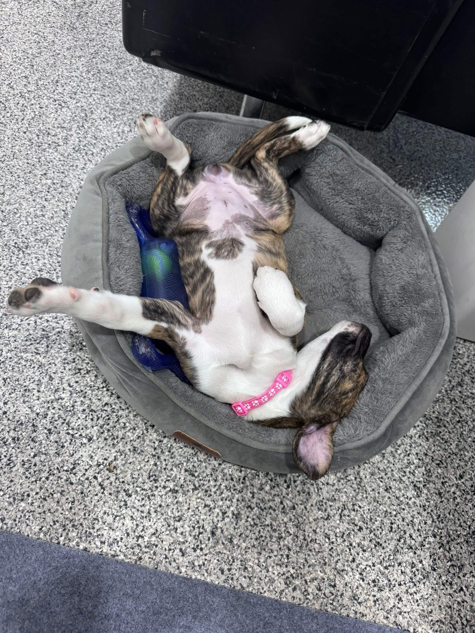 Slate, Adoptable, Puppy Female Hound & American Staffordshire Terrier.