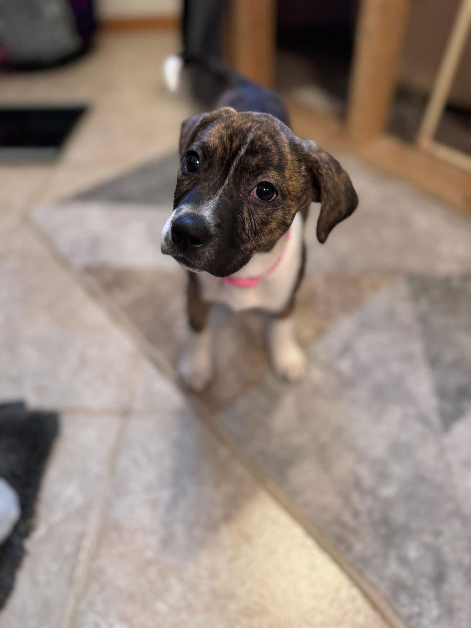 Enlarge Slate, a Adoptable mixed breed in Duluth, MN image 2/3