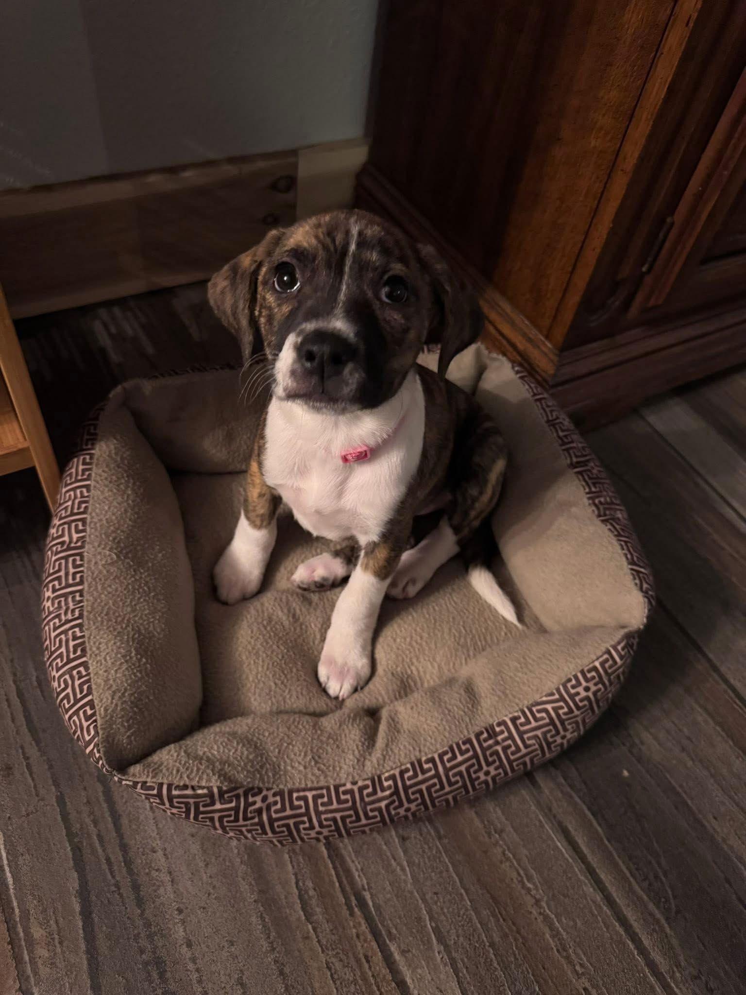 Enlarge Slate, a Adoptable mixed breed in Duluth, MN image 3/3