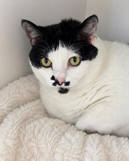 Enlarge Ava, a Adoptable mixed breed in Gwinn, MI image 1/1