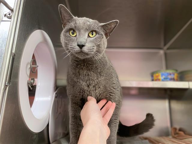 Enlarge BLYTHE, a Adoptable Domestic Short Hair in Fort Wayne, IN image 1/1