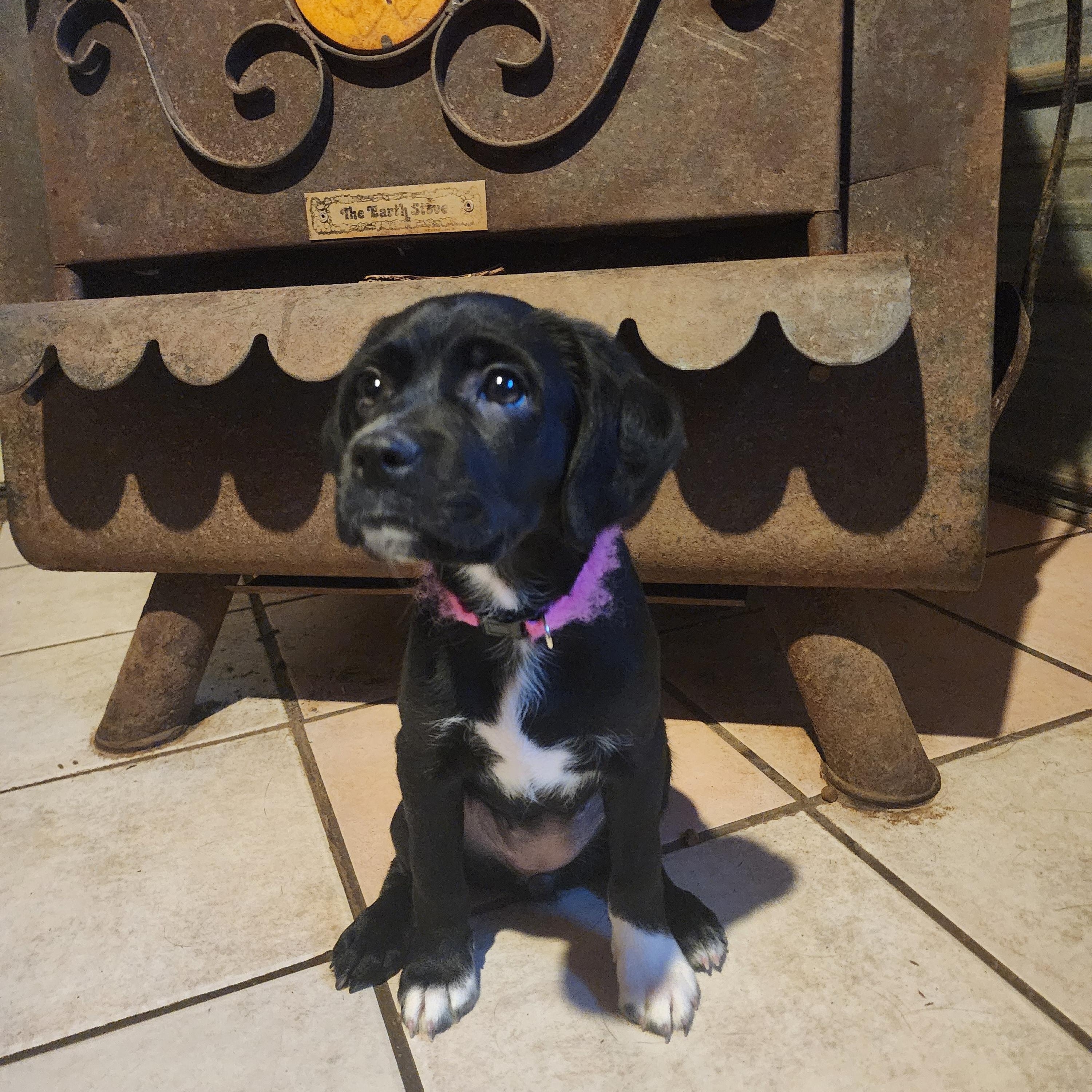 Ebony, Adopted, Puppy Female Black Labrador Retriever & Beagle.