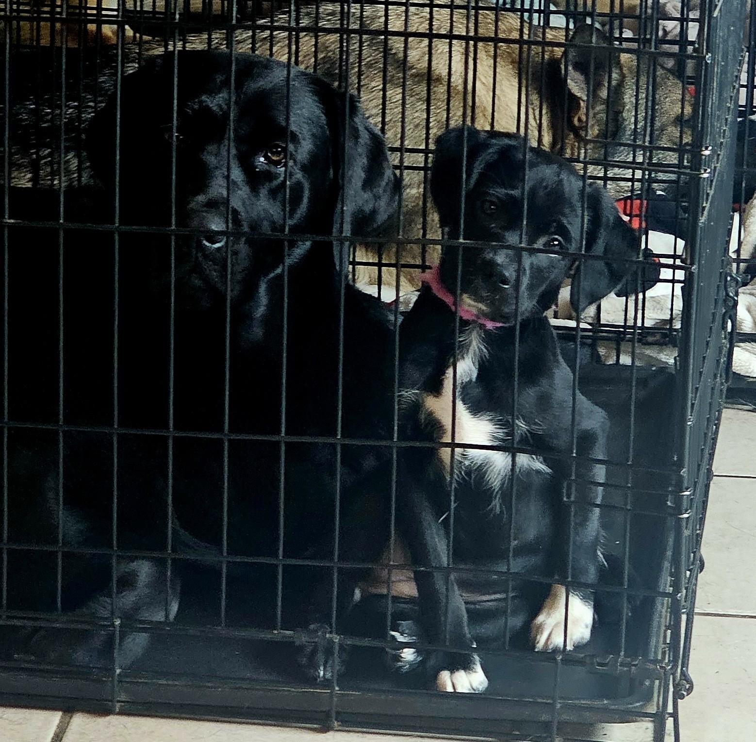 Enlarge Ebony, a Adopted mixed breed in LIVERPOOL, NY image 2/2