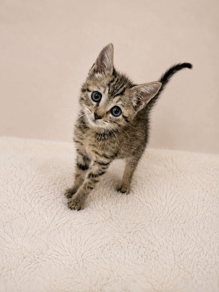 Enlarge Tastee, a Adoptable Domestic Short Hair in St. Albans, VT image 1/1