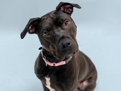 Bonnie, Adoptable, Puppy Female Labrador Retriever & Mixed Breed.