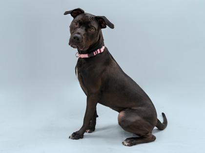 Enlarge Bonnie, a Adoptable mixed breed in Coon Rapids, MN image 2/3