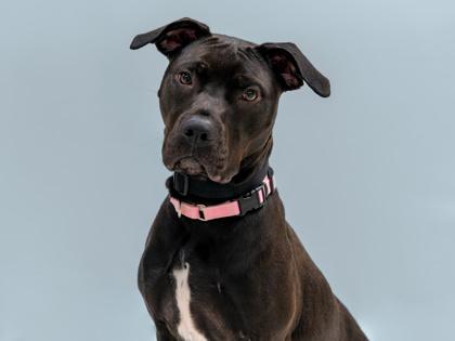 Enlarge Bonnie, a Adoptable mixed breed in Coon Rapids, MN image 3/3