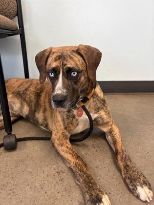 Enlarge Joon, an adopted mixed breed in Mishawaka, IN image 2/5