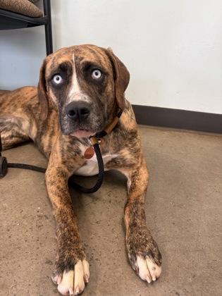 Enlarge Joon, an adopted mixed breed in Mishawaka, IN image 3/5