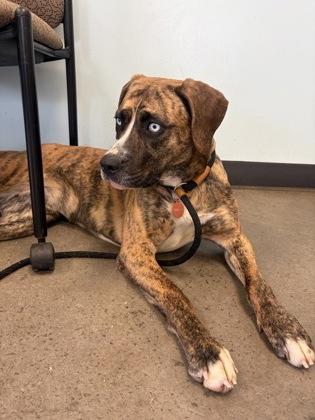 Enlarge Joon, an adopted mixed breed in Mishawaka, IN image 5/5