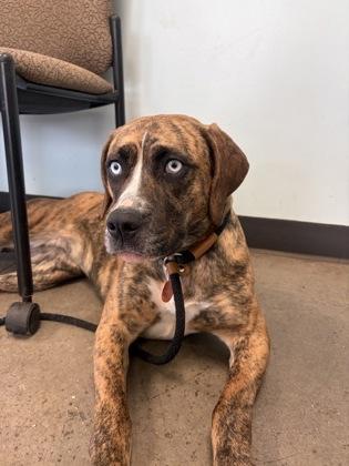 Joon, adopted, Adult Female Mixed Breed.