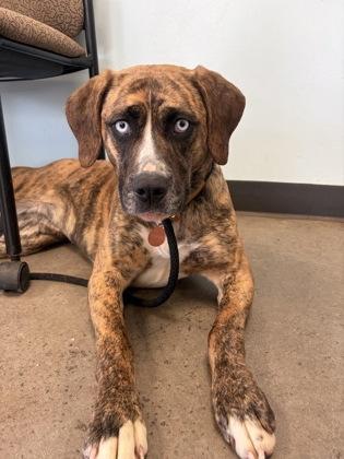 Enlarge Joon, an adopted mixed breed in Mishawaka, IN image 4/5