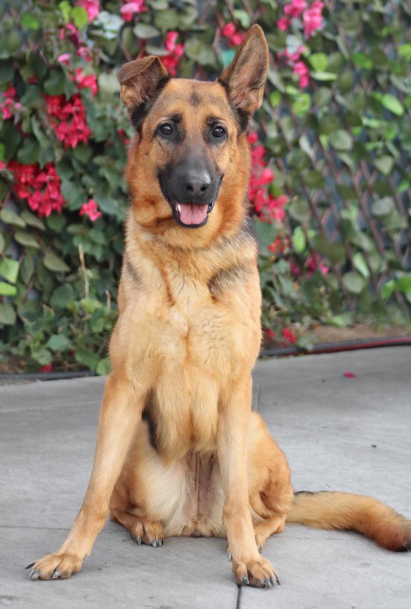 Enlarge Cinnamon von Carlow, a Adoptable German Shepherd Dog in Los Angeles, CA image 5/6
