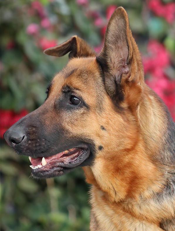 Cinnamon von Carlow, Adoptable, Young Female German Shepherd Dog.