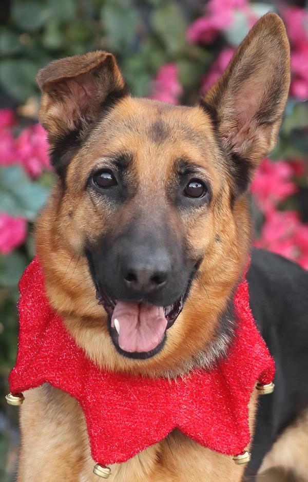 Enlarge Cinnamon von Carlow, a Adoptable German Shepherd Dog in Los Angeles, CA image 1/6