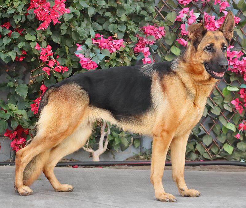 Enlarge Cinnamon von Carlow, a Adoptable German Shepherd Dog in Los Angeles, CA image 6/6