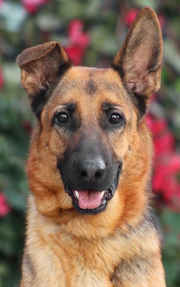 Enlarge Cinnamon von Carlow, a Adoptable German Shepherd Dog in Los Angeles, CA image 3/6