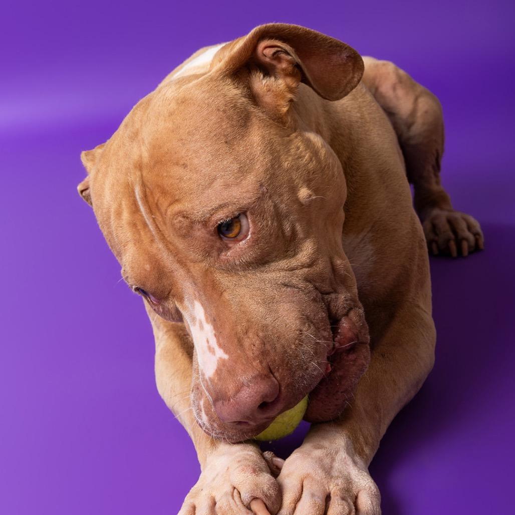 Enlarge Lulu, a Adoptable mixed breed in Leander, TX image 1/5
