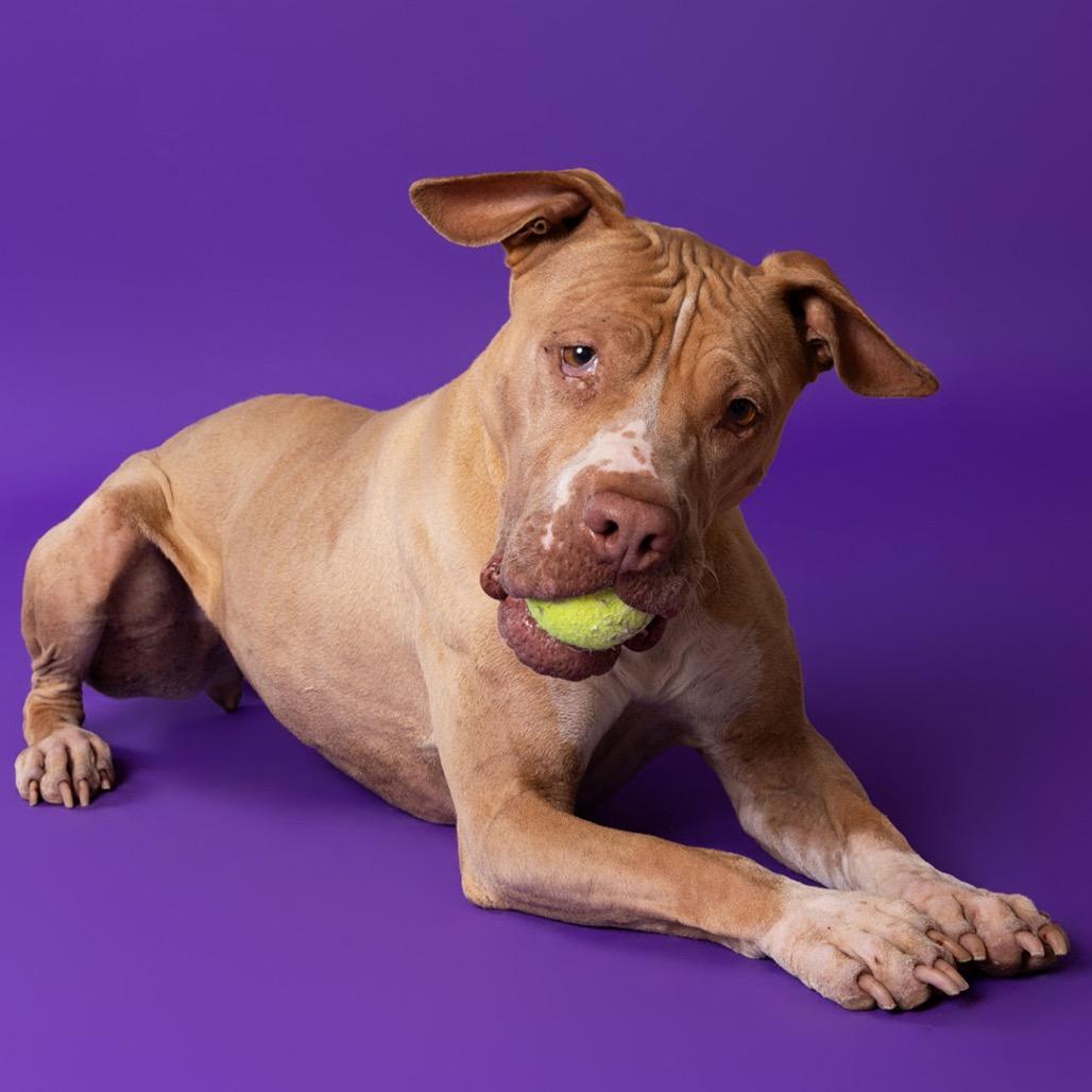 Enlarge Lulu, a Adoptable mixed breed in Leander, TX image 2/5