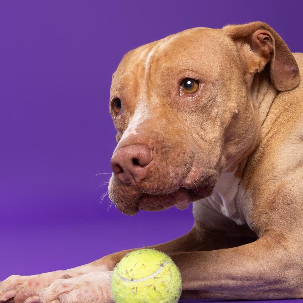 Enlarge Lulu, a Adoptable mixed breed in Leander, TX image 3/5