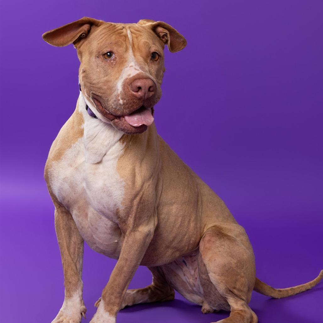 Enlarge Lulu, a Adoptable mixed breed in Leander, TX image 4/5