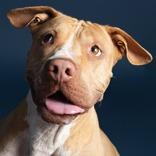 Enlarge Lulu, a Adoptable mixed breed in Leander, TX image 1/1