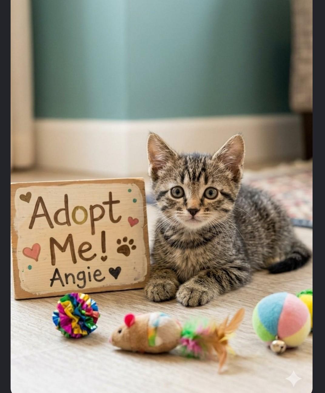 Angie - sweet and affectionate, Adoptable, Kitten Female Domestic Short Hair.