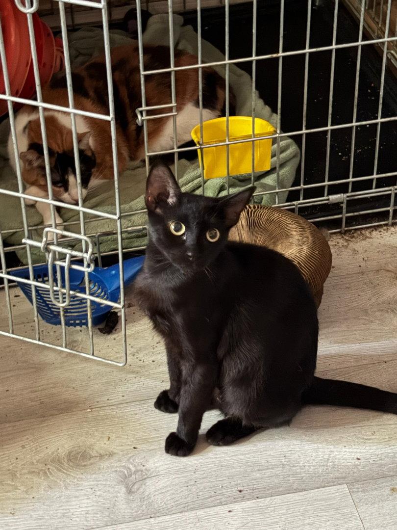 Enlarge Canberra, a Adoptable Domestic Short Hair in Phoenix, AZ image 1/2