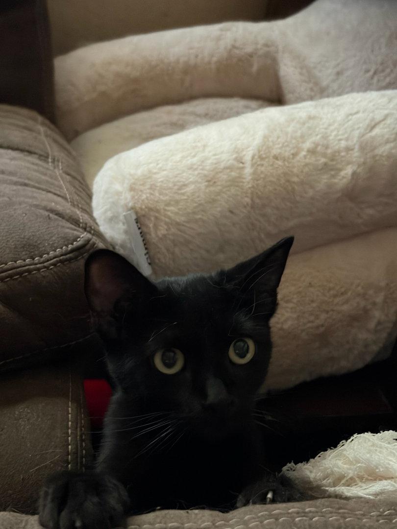 Enlarge Canberra, a Adoptable Domestic Short Hair in Phoenix, AZ image 2/2
