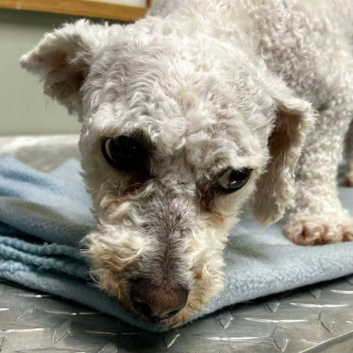 Evelyn 5756 D, a Adoptable mixed breed in Frankfort, KY image 1/6